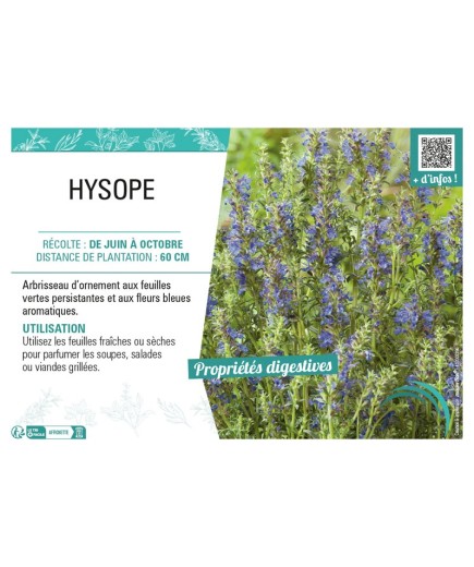 HYSOPE