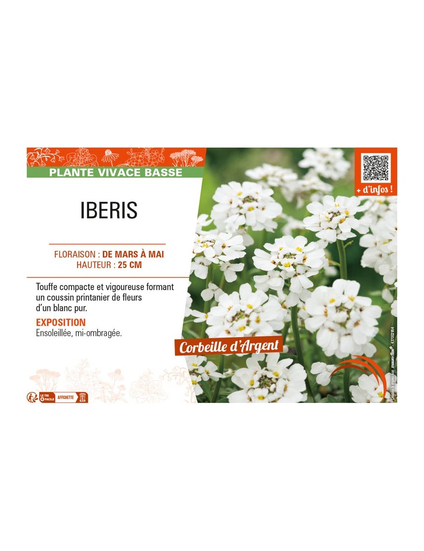 IBERIS