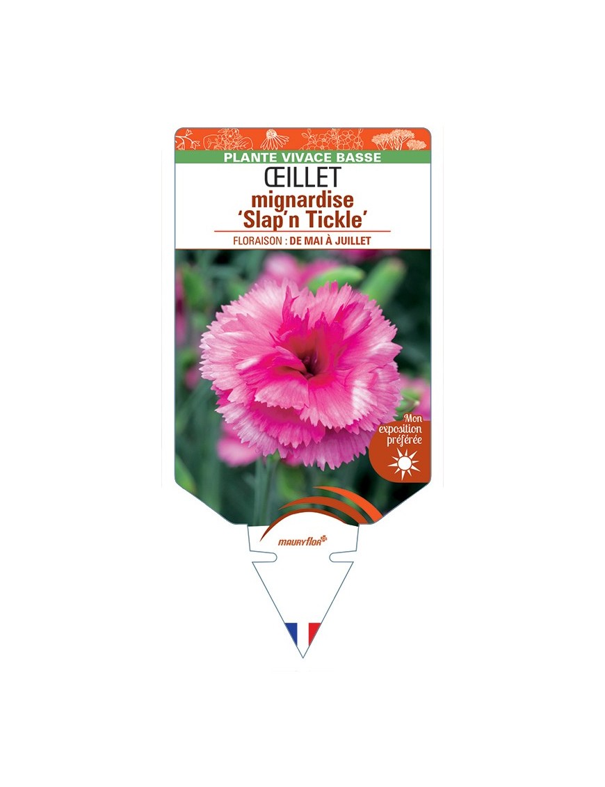 DIANTHUS plumarius Slap'n Tickle voir Œillet mignardise (rose)