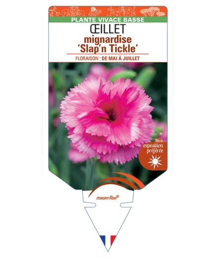 DIANTHUS plumarius Slap'n Tickle voir Œillet mignardise (rose)