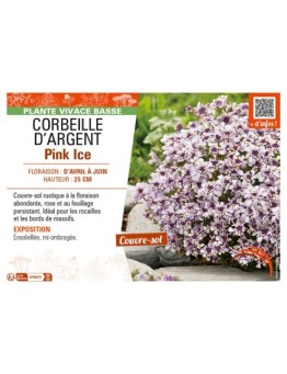 IBERIS SEMPERVIRENS voir CORBEILLE D’ARGENT PINK ICE