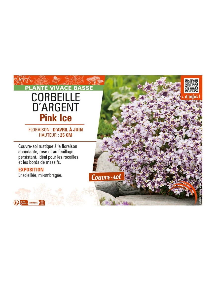 IBERIS SEMPERVIRENS voir CORBEILLE D’ARGENT PINK ICE