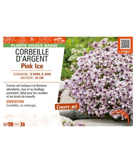 IBERIS SEMPERVIRENS voir CORBEILLE D’ARGENT PINK ICE