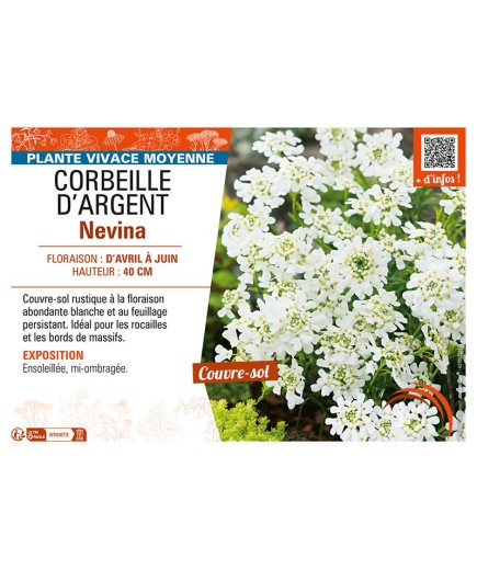 IBERIS voir CORBEILLE D’ARGENT Nevina