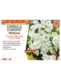 IBERIS voir CORBEILLE D’ARGENT WHITEOUT
