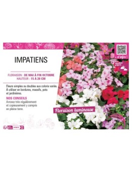 IMPATIENS (varié)