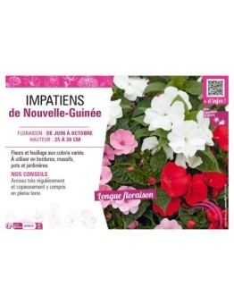 IMPATIENS DE NOUVELLE-GUINÉE