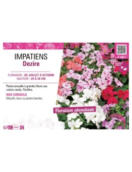 IMPATIENS DEZIRE
