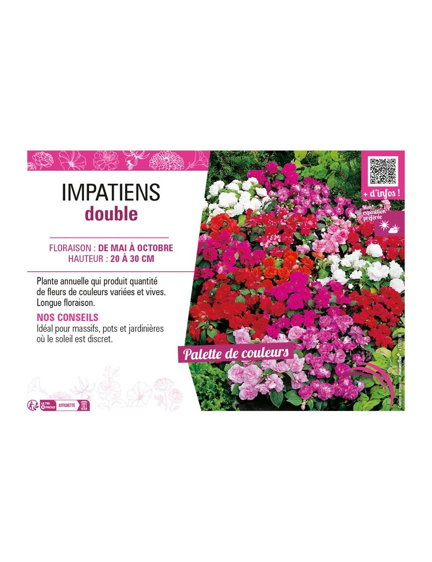 IMPATIENS DOUBLE