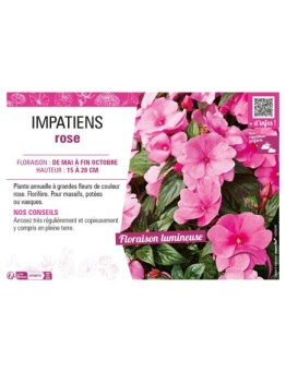 IMPATIENS ROSE