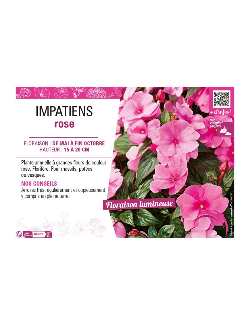 IMPATIENS ROSE