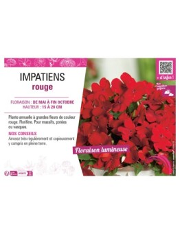 IMPATIENS ROUGE