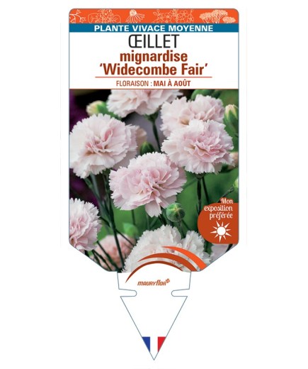 DIANTHUS plumarius Widecombe Fair voir Œillet mignardise