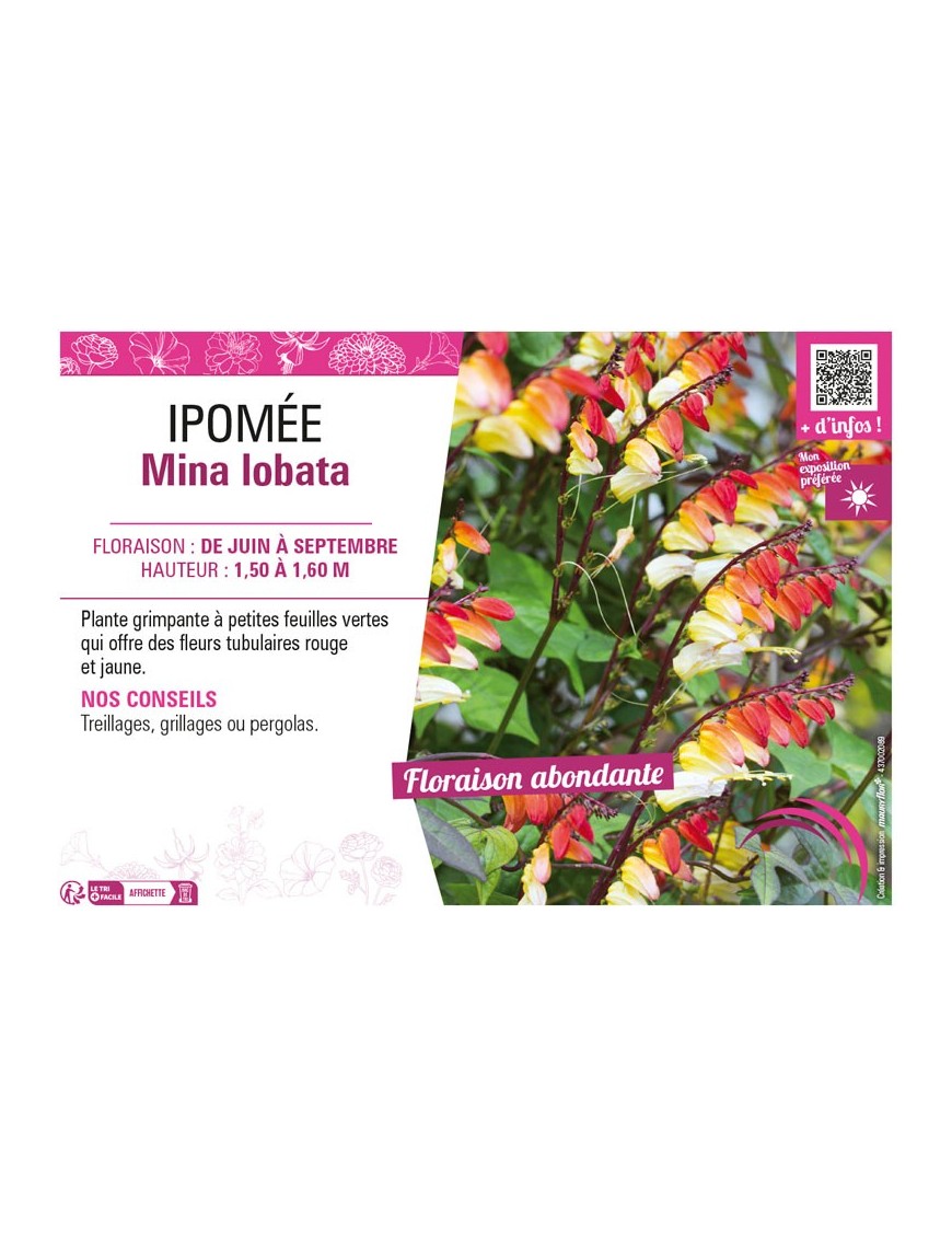 IPOMÉE MINA LOBATA
