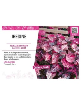 IRESINE