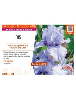 IRIS (germanica bleu clair)