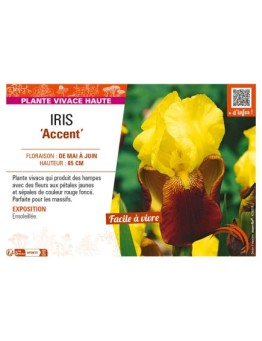 IRIS (germanica) Accent