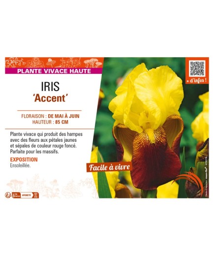 IRIS (germanica) Accent