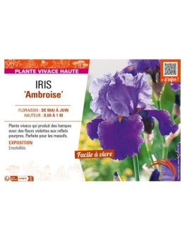 IRIS (germanica) Ambroise