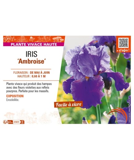 IRIS (germanica) Ambroise