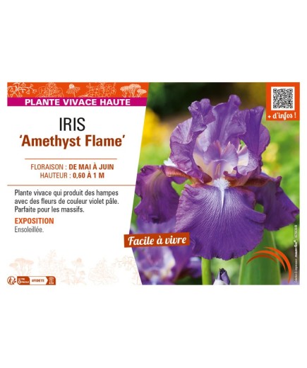IRIS (germanica) Amethyst Flame