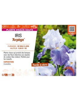 IRIS (germanica) Arpège