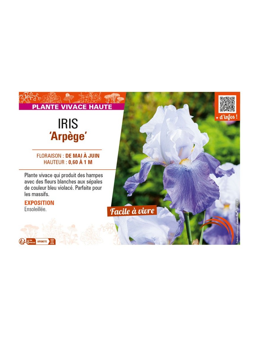 IRIS (germanica) Arpège