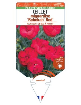 DIANTHUS x allwoodii Rebekah Red voir Œillet mignardise