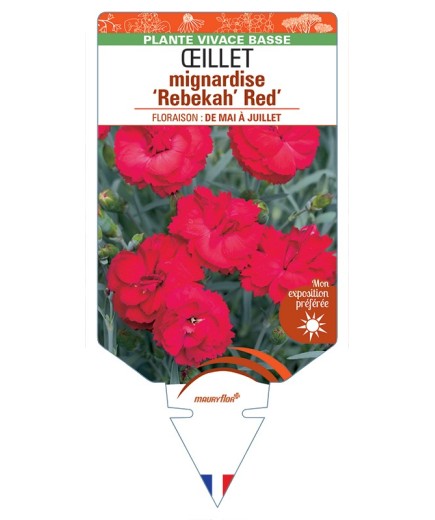 DIANTHUS x allwoodii Rebekah Red voir Œillet mignardise