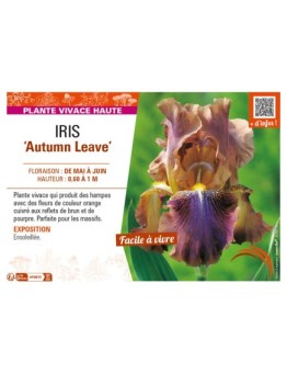 IRIS (germanica) Autumn Leave