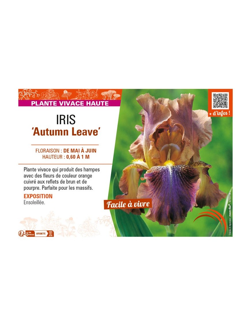IRIS (germanica) Autumn Leave