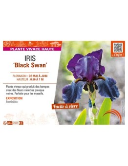 IRIS (germanica) Black Swan