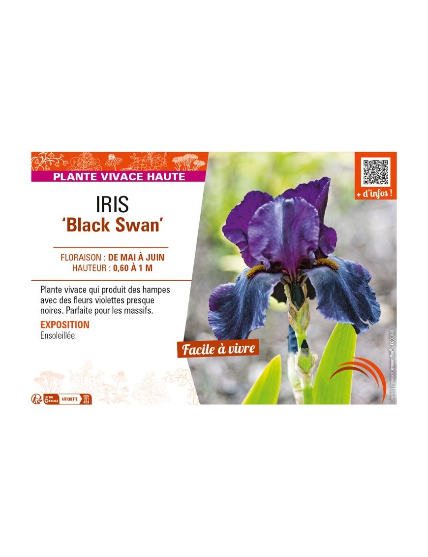 IRIS (germanica) Black Swan