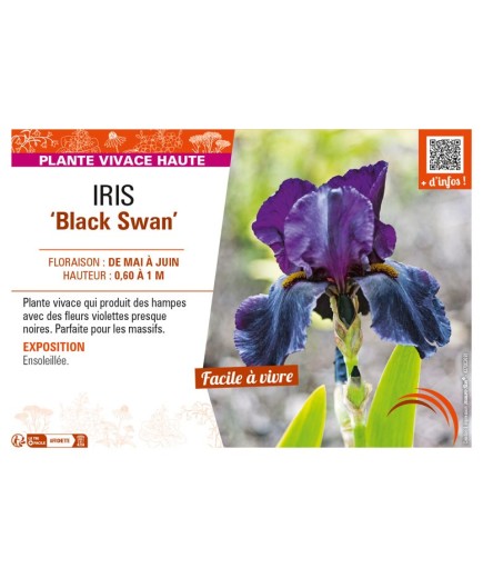 IRIS (germanica) Black Swan