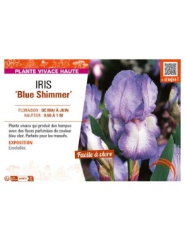 IRIS (germanica) Blue Shimmer