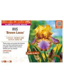 IRIS (germanica) Brown Lasso