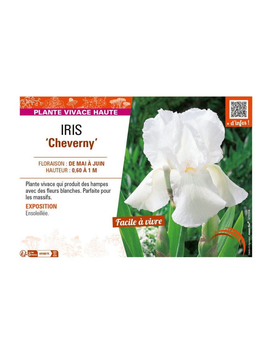 IRIS (germanica) Cheverny