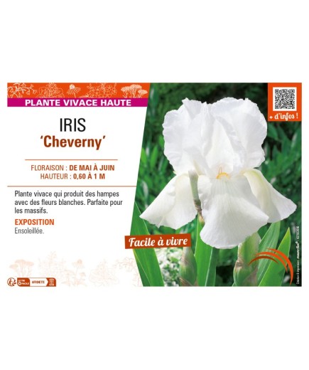 IRIS (germanica) Cheverny