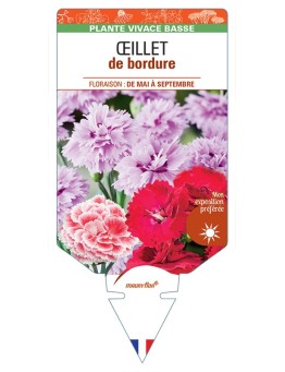 DIANTHUS x barbatus voir Œillet de bordure
