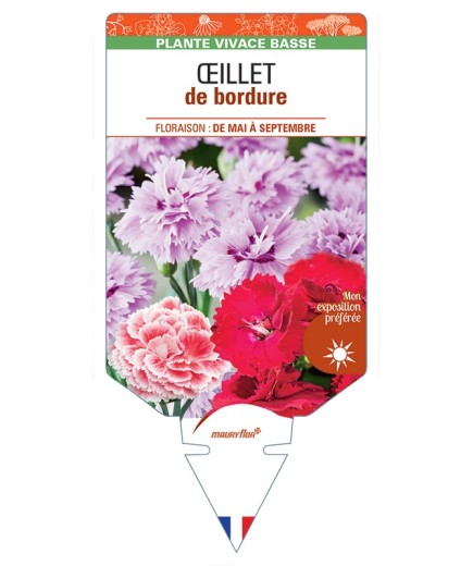 DIANTHUS x barbatus voir Œillet de bordure