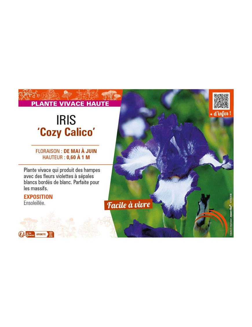 IRIS (germanica) Cozy Calico