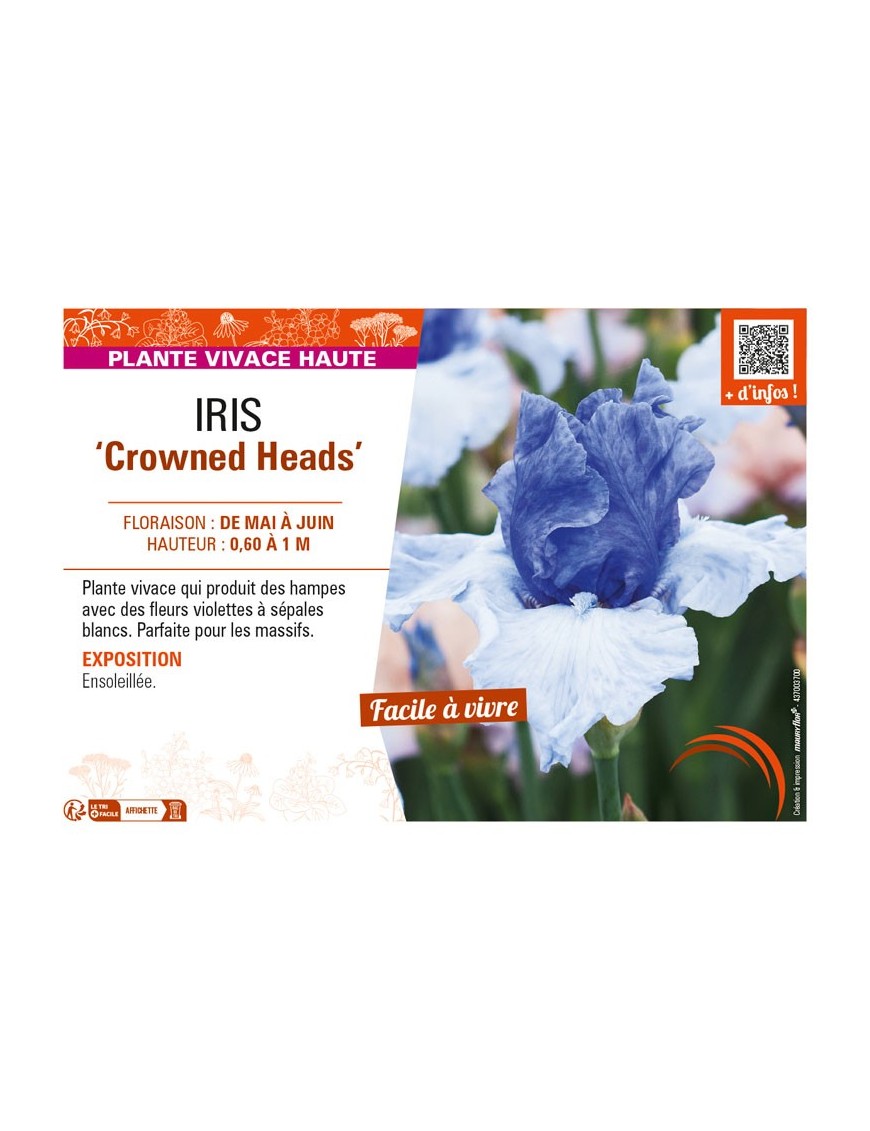 IRIS (germanica) Crowned Heads