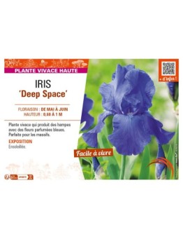 IRIS (germanica) Deep Space