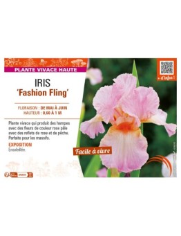 IRIS (germanica) Fashion Fling