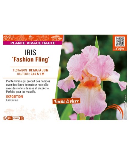 IRIS (germanica) Fashion Fling