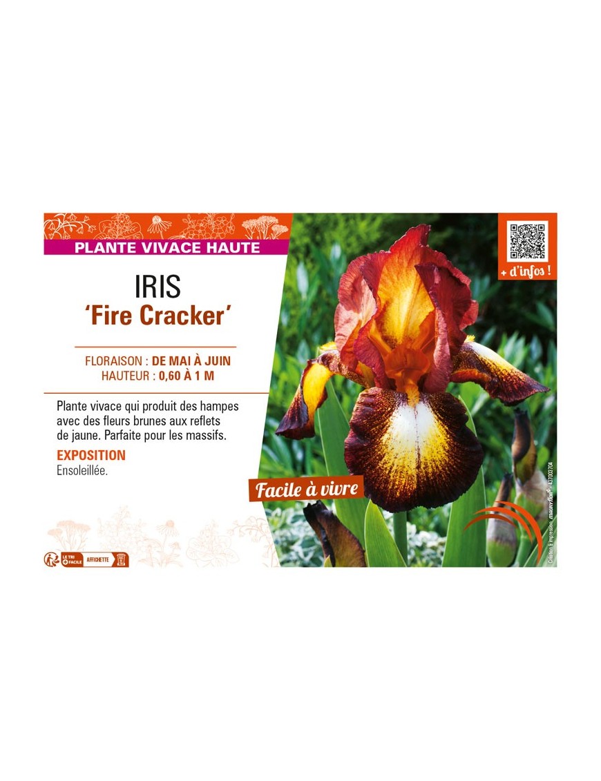 IRIS (germanica) Fire Cracker