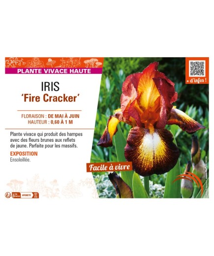 IRIS (germanica) Fire Cracker