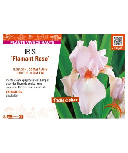 IRIS (germanica) Flamant Rose
