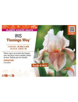 IRIS (germanica) Flamingo Way