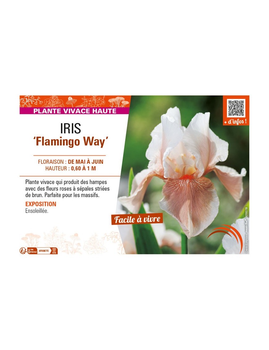 IRIS (germanica) Flamingo Way